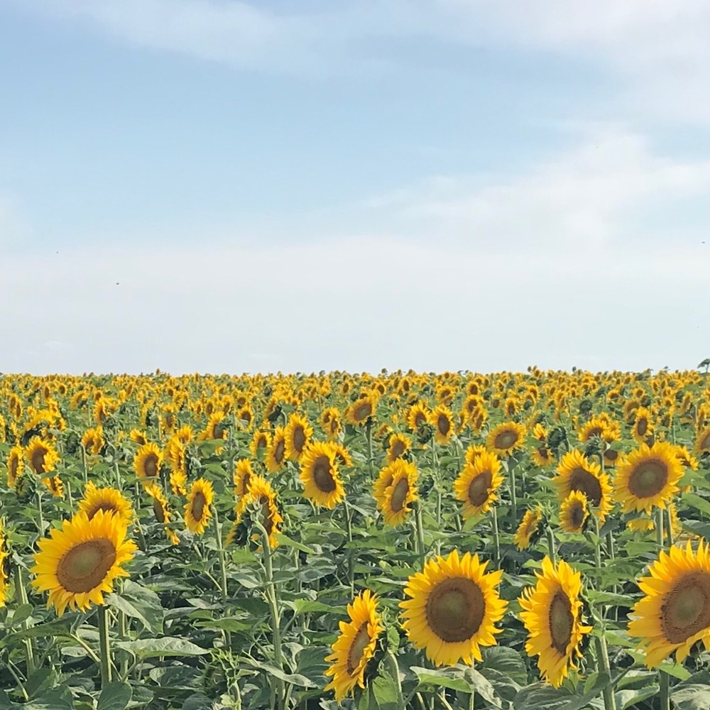 Meet your Posher, Jena